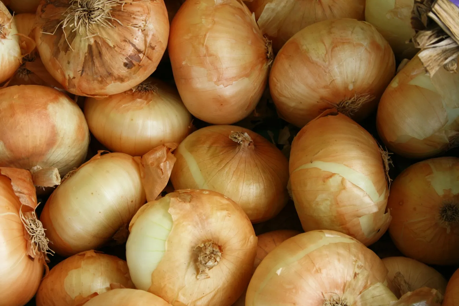 Egyptian golden yellow onions, cured for export