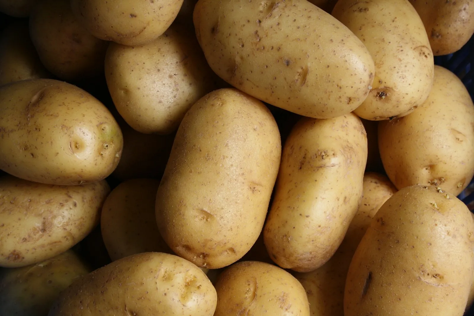 Egyptian Spunta potatoes, fresh harvest